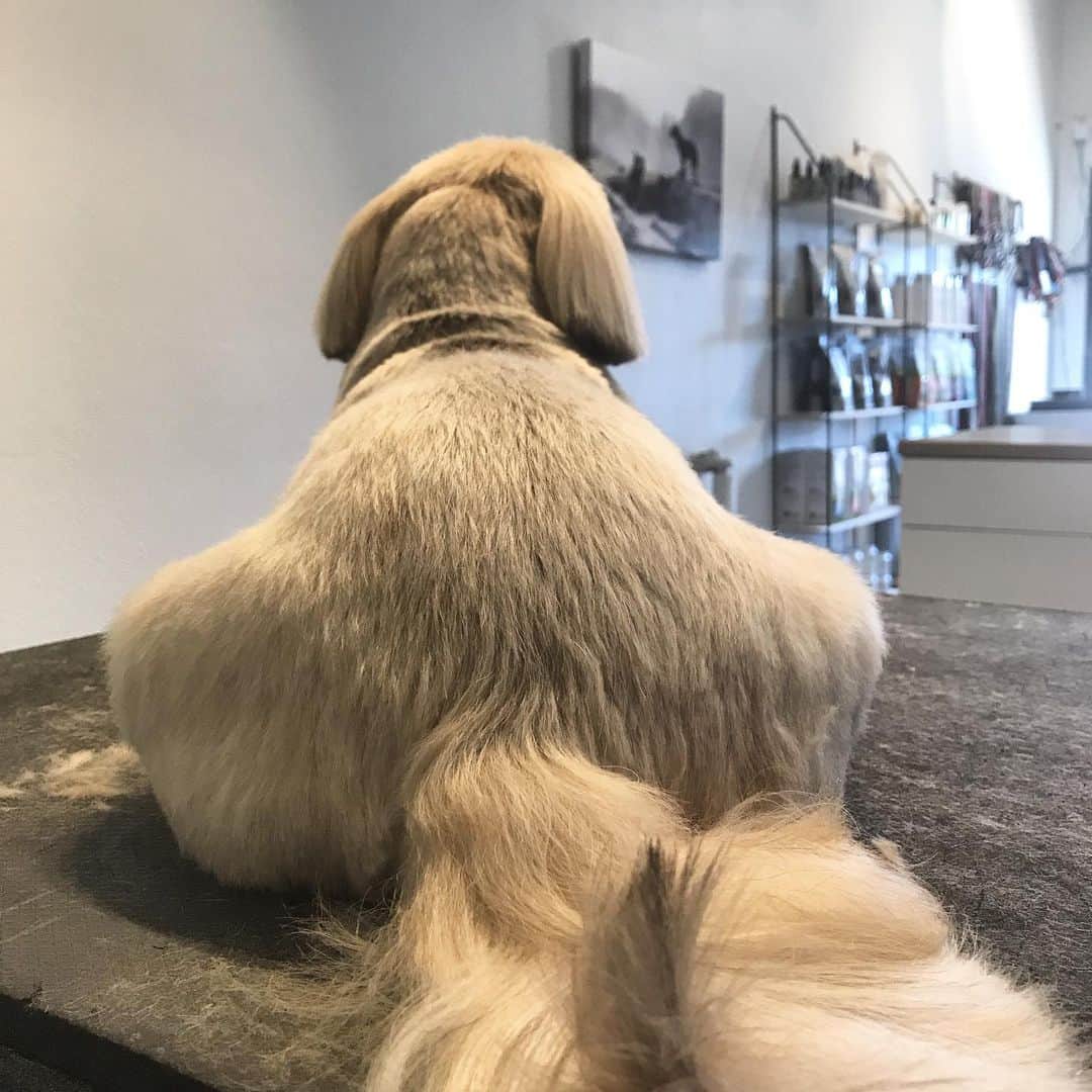 Dogs by Ginaのインスタグラム：「Got hips like honey... 🐝」