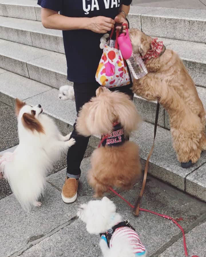 のインスタグラム：「20190913 Friday. Good morning ! Friends 💖 金曜日😆&三連休😆😆😆 . ❶ 肉活動画。リッキーの一人勝ち🤣 ❷ お願いメイサちゃん💕 ❸ ななちゃんと😊 ❹ お願いメイサちゃんpart2💕💕 ❺ 不思議フォーメーション ❻ みくるの法則動画。夜だと曲がるんですよ😂 . 明日から三連休。 取り敢えず家飲み🍺して死ぬほど寝ます👋🏻 . #肉活 #浅草寺 #どうにも止まらない」