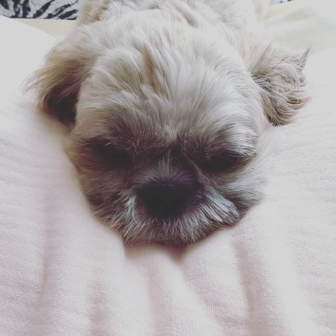 タンゲクンのインスタグラム：「おっはようございます。  #旬太郎くん  #shitzu」