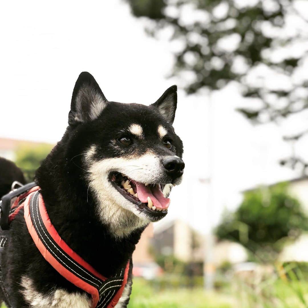 小川博永さんのインスタグラム写真 - (小川博永Instagram)「涼しくて散歩が捗る。ドラクエウォークが捗る。  #今朝まる #ししまる #dog #dogs #柴犬 #黒柴」9月13日 9時21分 - ogawahironaga