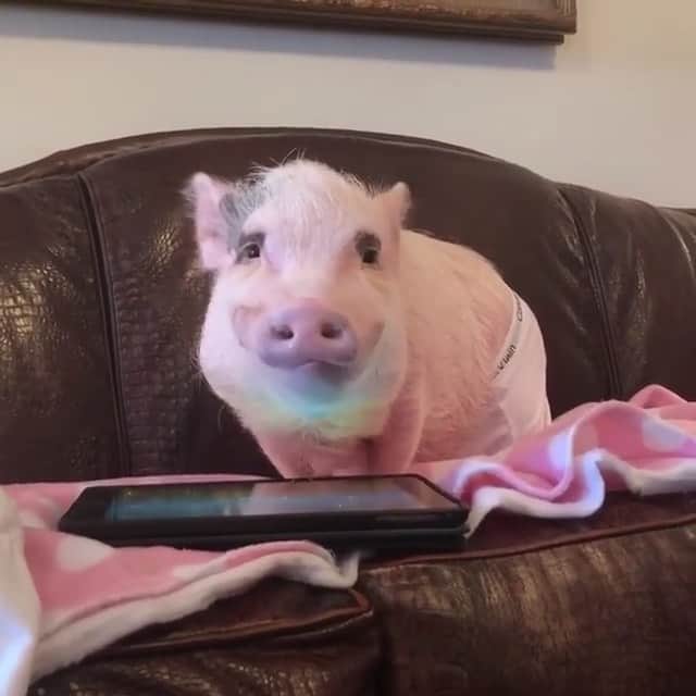 のインスタグラム：「In honor of #NationalVideoGameDay, here’s Silly Pop laying around playing our video game in his Calvin Swines.🐷🎮 #yourewelcome #hessexyandheknowsit #gamer #SillyPop #PrissyandPop」