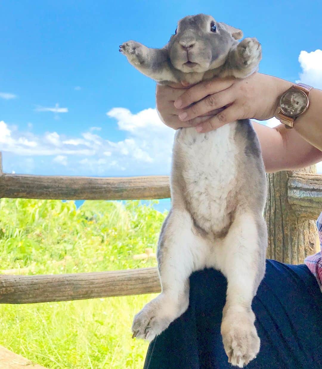Kayoのインスタグラム：「ライオンキングごっこ。 ‥でも想像してたのとなんか違う‥」