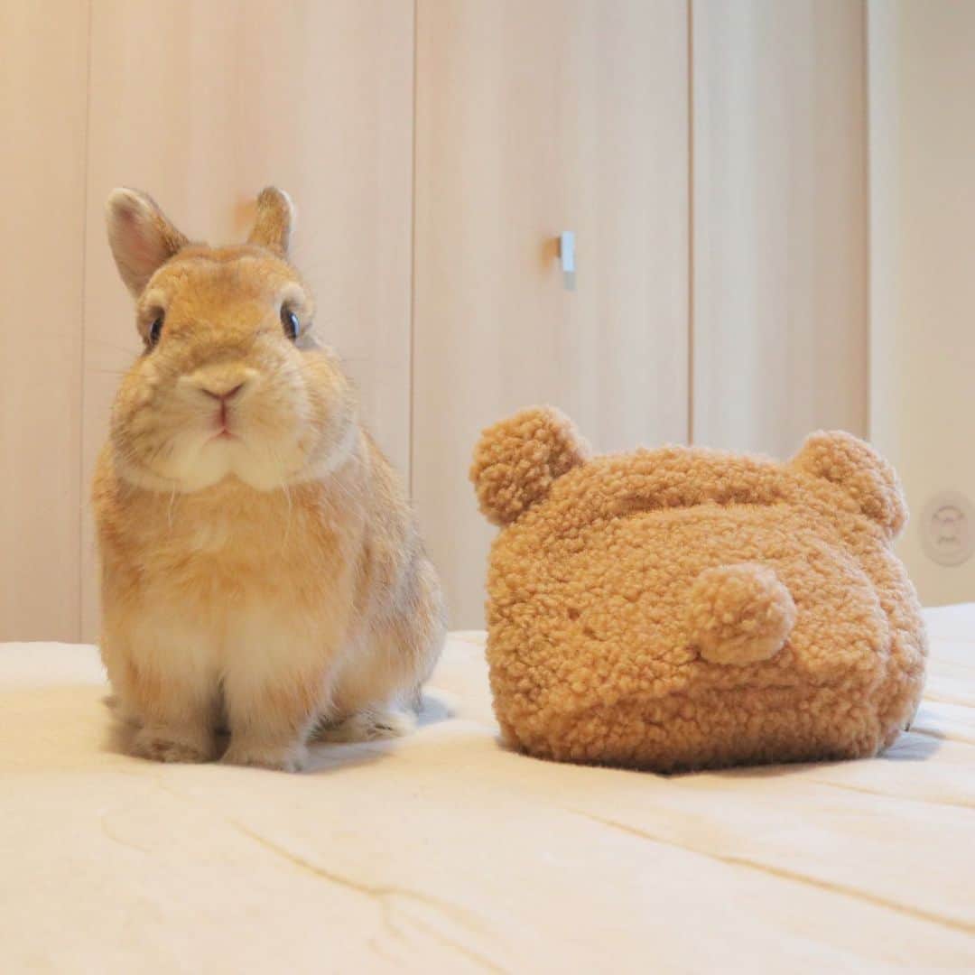 うー & なー ❤️ウチムラさんのインスタグラム写真 - (うー & なー ❤️ウチムラInstagram)「* 🐰🎀「わたちの子分ができたのよーっ！」 * 可愛い、、、可愛すぎて😂⚡️(おばさんなのに🤫) #bunny #rabbit  #animal  #pets #bunnystagram #rabbitstagram  #動物 #うさぎ #ネザーランドドワーフ #netherlanddwarf #オレンジ  #アンギーユ #アン #あんころ #アン子 #アン太郎 #canonEOSM100」9月13日 9時45分 - uu_una_mina