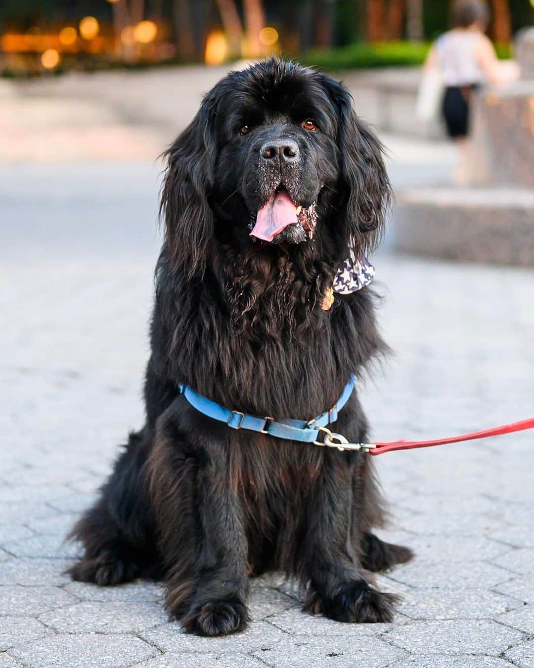 The Dogistさんのインスタグラム写真 - (The DogistInstagram)「Elroy, Newfoundland (6 y/o), North Cove Yacht Harbor, New York, NY • “He got a job – Chief Lunch Inspector at work. He gets Fridays off. He’s small – we call him a teacup Newfie, though he came from a family of monsters. He doesn’t like to eat that much.”」9月13日 9時59分 - thedogist