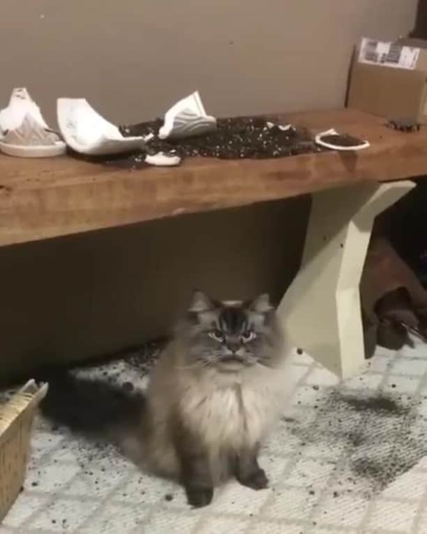 のインスタグラム：「The real Bad Boys 3 trailer⠀ ⠀ 📹@merlinragdoll⠀ ⠀ #meowed #merlinragdoll #ragdoll @willsmith @badboys #badboys」