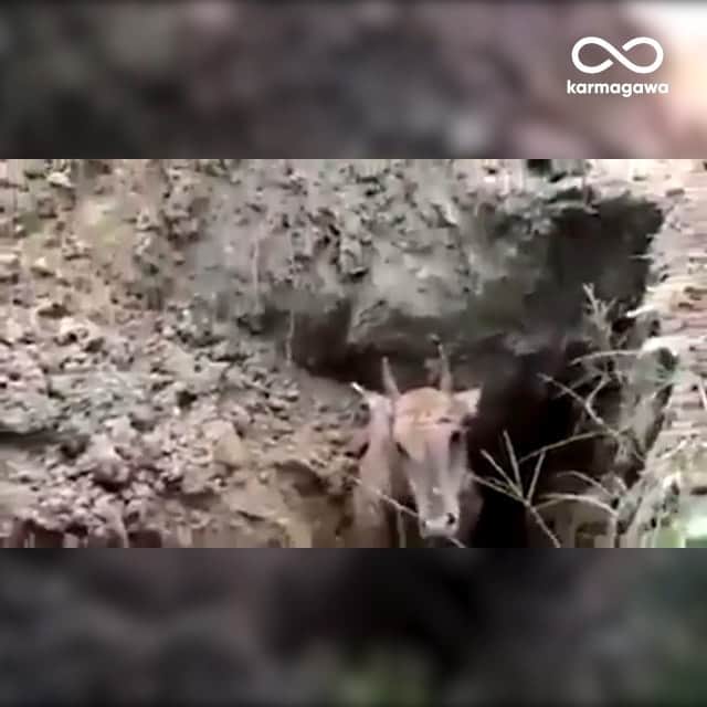 ティモシー・サイクスのインスタグラム：「Repost from @karmagawa ⚠WARNING GRAPHIC IMAGES⚠ THIS ANIMAL CRUELTY MUST STOP RIGHT NOW! Please share this post with your followers and tag people, celebrities and news media who need to see it to help us spread awareness of how poorly animals are being treated here in India! This is a tragic video of an antelope being buried alive after locals killed 299 other antelope as punishment for damaging their crops. No different than elephants, these animals are just hungry and because their homes are disappearing due to deforestation, they’re forced to look for food elsewhere, so they turn to the local’s crops. If we as a society can lessen deforestation and prioritize the lives of animals and their homes, we can stop this inhumanity killing from every happening again — please share this video with your followers and tag people who need to see it and let’s work together to get the word out about this worldwide epidemic! #savetheantelope #endanimalcruelty #karmagawa」