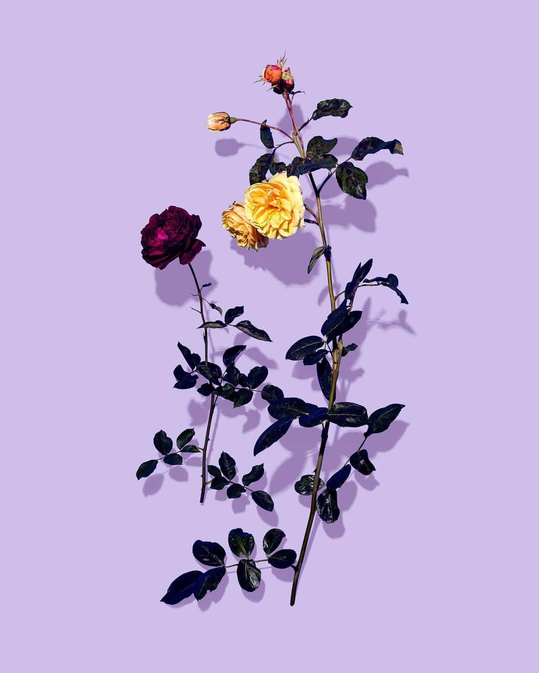 ドリス・ヴァン・ノッテンさんのインスタグラム写真 - (ドリス・ヴァン・ノッテンInstagram)「Rosa Graham Thomas Rosa Munstead Wood Women Autumn-Winter 2019-20 Collection  #driesvannoten #dvn #aw19 #prints #roses」9月13日 16時54分 - driesvannoten