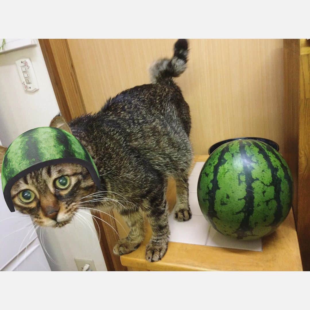 小笹大輔さんのインスタグラム写真 - (小笹大輔Instagram)「猫に反応するSNOW、こたろうって元々スイカ被って生まれてきたっけと思うくらい似合いすぎて可愛すぎて頭抱えてる。 #宣伝部隊ひなこた」9月13日 12時24分 - daisuke_higedan