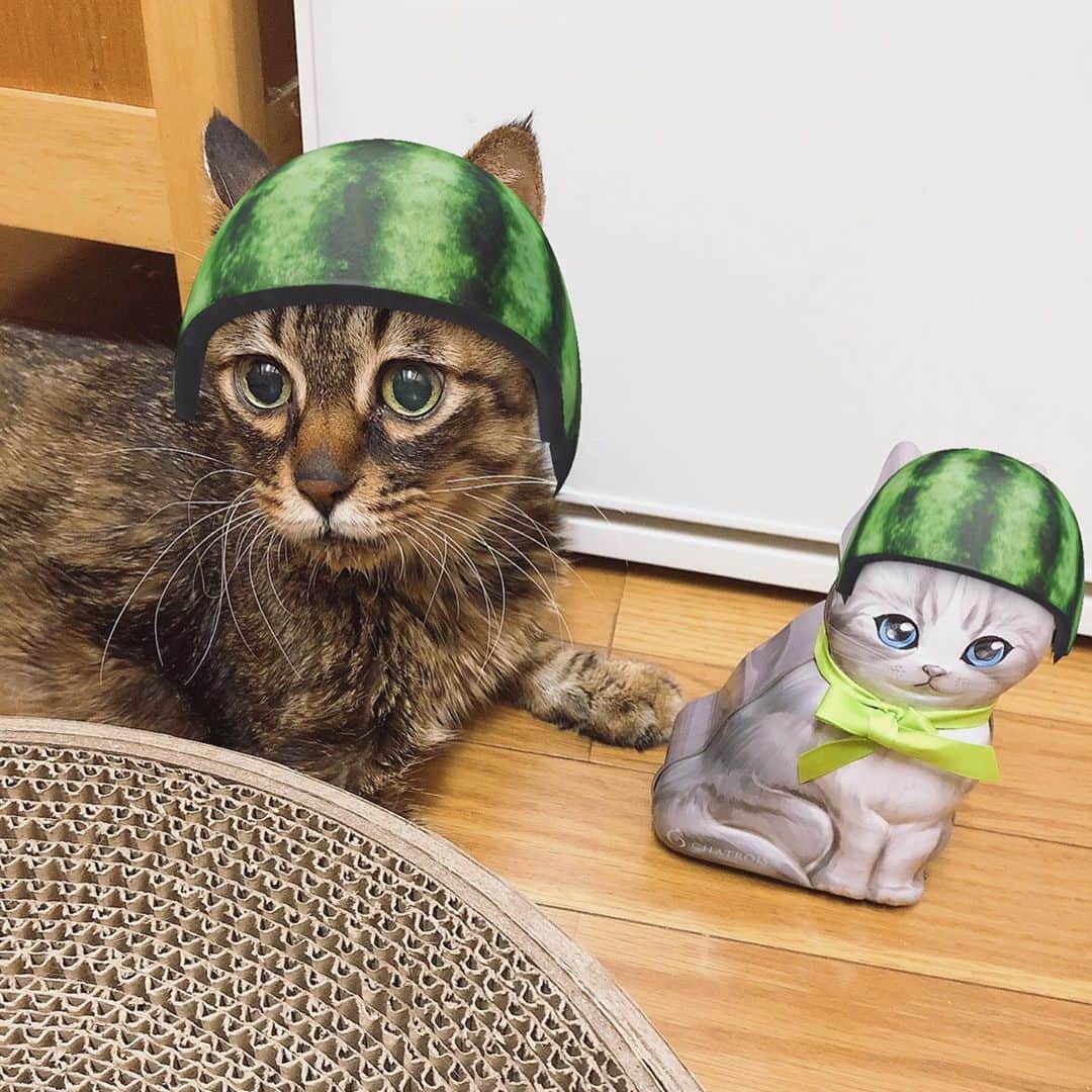 小笹大輔さんのインスタグラム写真 - (小笹大輔Instagram)「猫に反応するSNOW、こたろうって元々スイカ被って生まれてきたっけと思うくらい似合いすぎて可愛すぎて頭抱えてる。 #宣伝部隊ひなこた」9月13日 12時24分 - daisuke_higedan