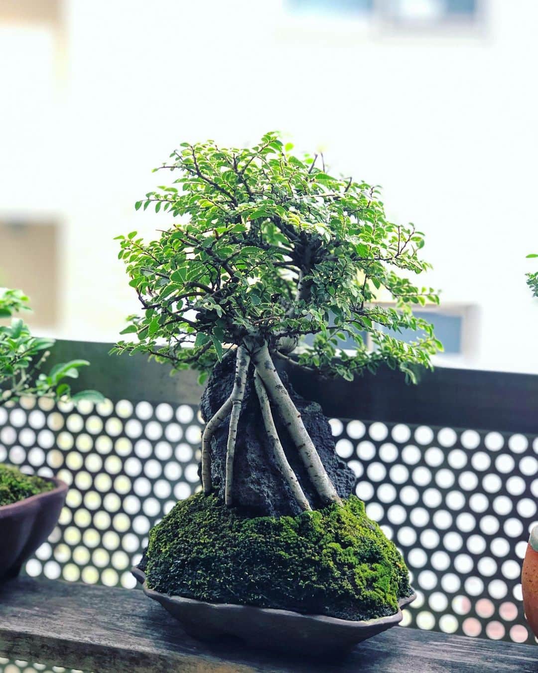 金成公信のインスタグラム：「たまらん。 #ニレケヤキ #楡欅 #nirekeyaki #chineseelm #lacebarkelm #chinesischeulme #盆栽 #bonsai #bonsaijapan #japanesebonsai #wabisabi #bonsailovers #bonsailife #bonsaitree #bonsaiart #bonsaigram #bonsaiworld #plants #tree #greenlife #greenlifestyle #groot」