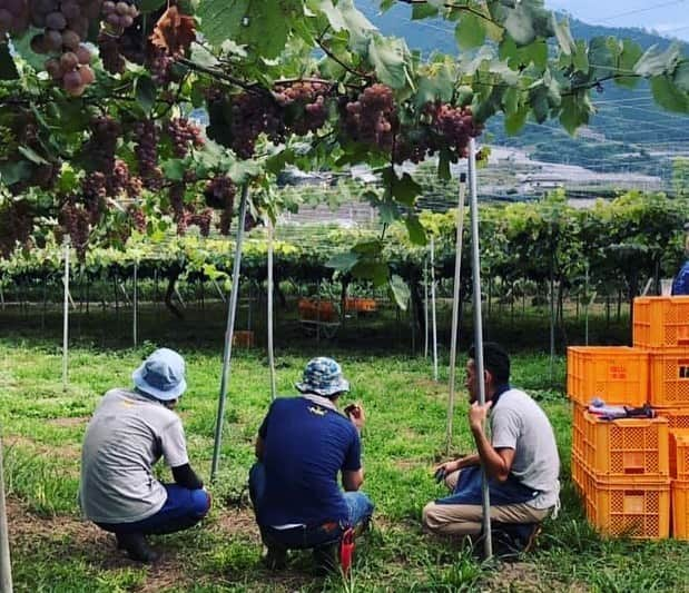 ひぐち君さんのインスタグラム写真 - (ひぐち君Instagram)「塩山洋酒のブラッククイーンの収穫のお手伝いへ🍇 夢中になりすぎて、選果中、眼鏡の内側に葡萄が入るハプニングあり😁 収穫後は、宏池荘にて塩山温泉をいただきました♨️ #塩山洋酒醸造  #ブラッククイーン  #blackqueen  #ジャパニーズブレンド #japaneseblend  #収穫 #日本ワイン 🇯🇵 #japanesewine #vinjaponais  #wine #vin #vino #winetime #winelover #instawine #wineexpert  #山梨県 #甲州市 #塩山 #宏池荘 #塩山温泉」9月13日 13時44分 - higehiguchi