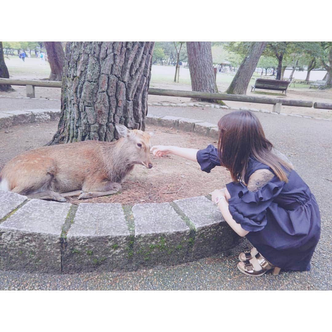 片瀬美月のインスタグラム：「⛩⛩⛩ * * * 鹿さんに会いに来たΨ・ω・Ψ * * Meet deers Ψ(・ω・ )Ψ * * * ⛩⛩⛩ #ならまち  #奈良  #奈良県  #鹿  #nara  #narapark  #deer」