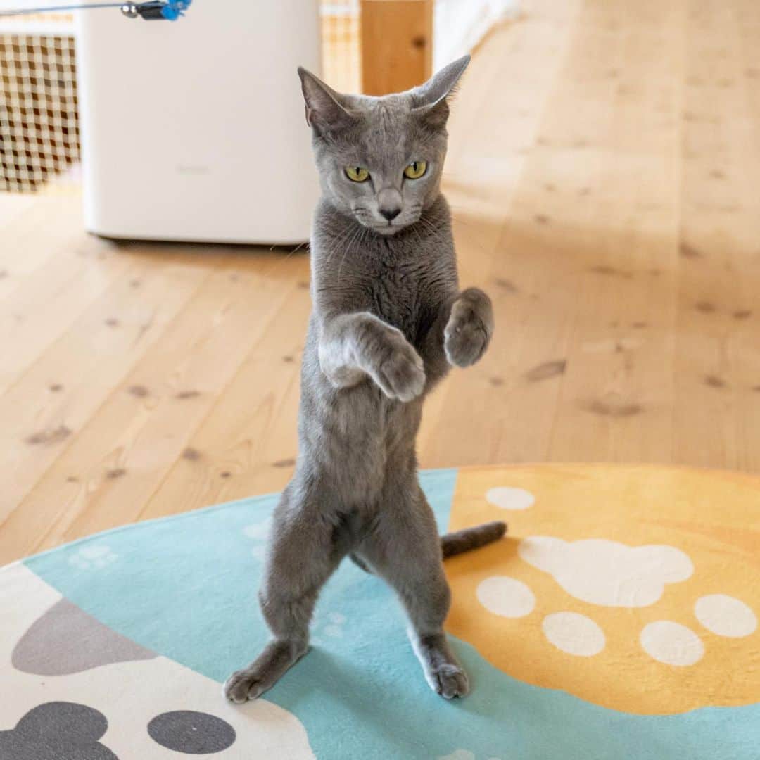 マアルのインスタグラム：「セレナさん #🐈 #猫好きさんと繋がりたい #北海道 #旭川市 #ロシアンブルー #猫ホテル」