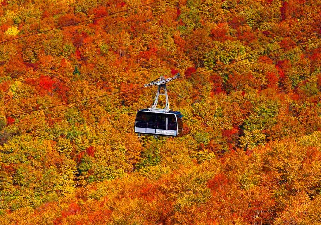 TOBU RAILWAY（東武鉄道）さんのインスタグラム写真 - (TOBU RAILWAY（東武鉄道）Instagram)「. . 🚩Zao Ropeway 🚩蔵王ロープウェイ 🚩자오 로프웨이 . . [Fully enjoy Zao tourism in Yamagata!] . Yamagata is surrounded by nature and the autumn changing of the leaves is particularly beautiful. Among them, we recommend Zao Ropeway, where you can enjoy Zao's autumn leaves. The beautiful gradation of colored leaves changes from the mountain summit downwards and excite the visual senses of visitors. For accommodations, we invite you to stay at Zao Astraea Hotel which is especially proud of their hot spring which flows directly from the source waters and the seasonal ingredients used to prepare meals. There are many other attractions in Yamagata, so by all means visit Yamagata this Autumn! Zao Ropeway: http://zaoropeway.co.jp/en/ Zao Astraea Hotel: https://www.zaoastraea.com/english/ . . 【야마가타 자오 관광을 만끽하자! 】 . 자연에 둘러싸인 야마가타에서는 가을철 단풍이 매우 아름답습니다. 그중에서도 자오의 단풍을 즐길 수 있는 자오 로프웨이를 추천해 드립니다. 산 정상부터 차례로 물들기 시작하는 단품의 아름다운 그러데이션이 방문객의 눈을 즐겁게 해줍니다. 숙박은 원천수를 계속 흘려보내는 방식의 온천과 계절 식재료를 사용한 요리가 자랑거리인 자오 아스토리아 호텔을 이용하시기 바랍니다. 야마가타에는 그 밖에도 볼거리가 많이 있습니다. 꼭 가을의 야마가타에 들러주시기 바랍니다. 자오 로프웨이: http://zaoropeway.co.jp/en/ 자오 아스토리아 호텔: https://www.zaoastraea.com/english/ . . . #tobujapantrip #japan #zao #yamagata #zaoropeway #japan_autumn #japanlandscape  #photo_shorttrip #photo_travelers  #jp_gallery #instatravel #worldcaptures #nationalgeographic#visitjapan #travelingram #bestjapanpics #lovejapan #japan_of_insta #art_of_japan_  #beautifuljapan #cooljapan#자오 #여행스냅 #일본체험」9月13日 14時19分 - tobu_japan_trip