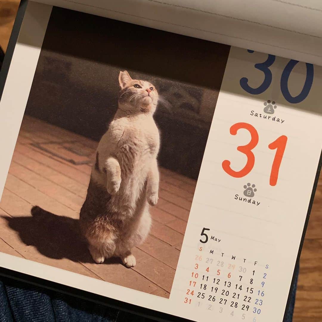 江口寿史のインスタグラム：「マネちゃん猫めくりデビュー！笑 長女が撮ったマネちゃんの写真が来年度の猫めくりに！🤣🤣🤣さりげに応募したら採用されたらしい。めでたい😂😂😂😂😂」
