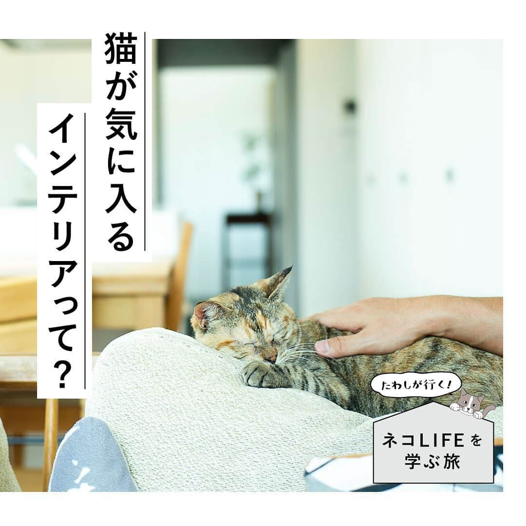 RE住むRENOVATIONさんのインスタグラム写真 - (RE住むRENOVATIONInstagram)「《たわしが行く！ネコLIFEを学ぶ旅 》 ﻿ Doliveの看板猫たわしが、いろんな先輩にゃんこの暮らしを見学して、猫にとって居心地のいい家やライフスタイルを勉強していく連載企画！﻿ ﻿ 前回、猫は人間がくつろげる空間に、居心地のよさを感じることを学んだたわし。﻿ ﻿ 今回は、真似しやすいインテリア編！﻿ 実際にウーさんが使っているものの中からお気に入りをご紹介します。﻿ ﻿ 猫が落ち着くインテリアは、“猫専用”である必要はないそう。猫は人間用のインテリアでも十分くつろげるので、まずは自分が好きなテイストで揃えてOK。﻿ クッションはもともとご主人の物だけど、いつの間にか猫専用になっていたんだとか。﻿ ﻿ 猫が居心地がいいと感じるものは、﻿ 実は人間用に作られたものだったりすることが多いそう。﻿ ﻿ また、高い場所が好きな猫たちにとって、インテリアを“置く場所”も大切なポイント！﻿ 外の景色を眺められたり、ご主人の姿を上から確認できれば、猫たちも安心して暮らせますよね。﻿ ﻿ たわしは今回、人間用のインテリアこそ猫が落ち着く場所であることを学びました。﻿ 専用のインテリアを用意しなくても、少しの工夫で﻿ 猫は家がもっと好きになれるはず。﻿ ﻿ ﻿ .........................﻿ ﻿ ﻿ WEBサイトでも記事公開中！﻿ （トップのURLよりご覧ください♫）﻿ @dolive.media﻿ ﻿ ﻿ #dolivemedia﻿ #dolive﻿ #暮らしをカジュアルに楽しむメディア﻿ ﻿ #住まい#暮らし#住宅#家具#ライフスタイル#猫#ネコ #ねこすたぐらむ#cat#猫ハウス#猫のいる生活#猫のいる暮らし#ねこのいる生活#ねこのいる暮らし#猫家具#にゃんすたぐらむ#たわし#キャットウォーク#猫専用賃貸#GatosApartment#賃貸アパート#賃貸ペット#猫がいる幸せ#ネコ好き#ペットのいる生活#ねこのきもち#ペットとくらす家」9月13日 14時53分 - dolive.media