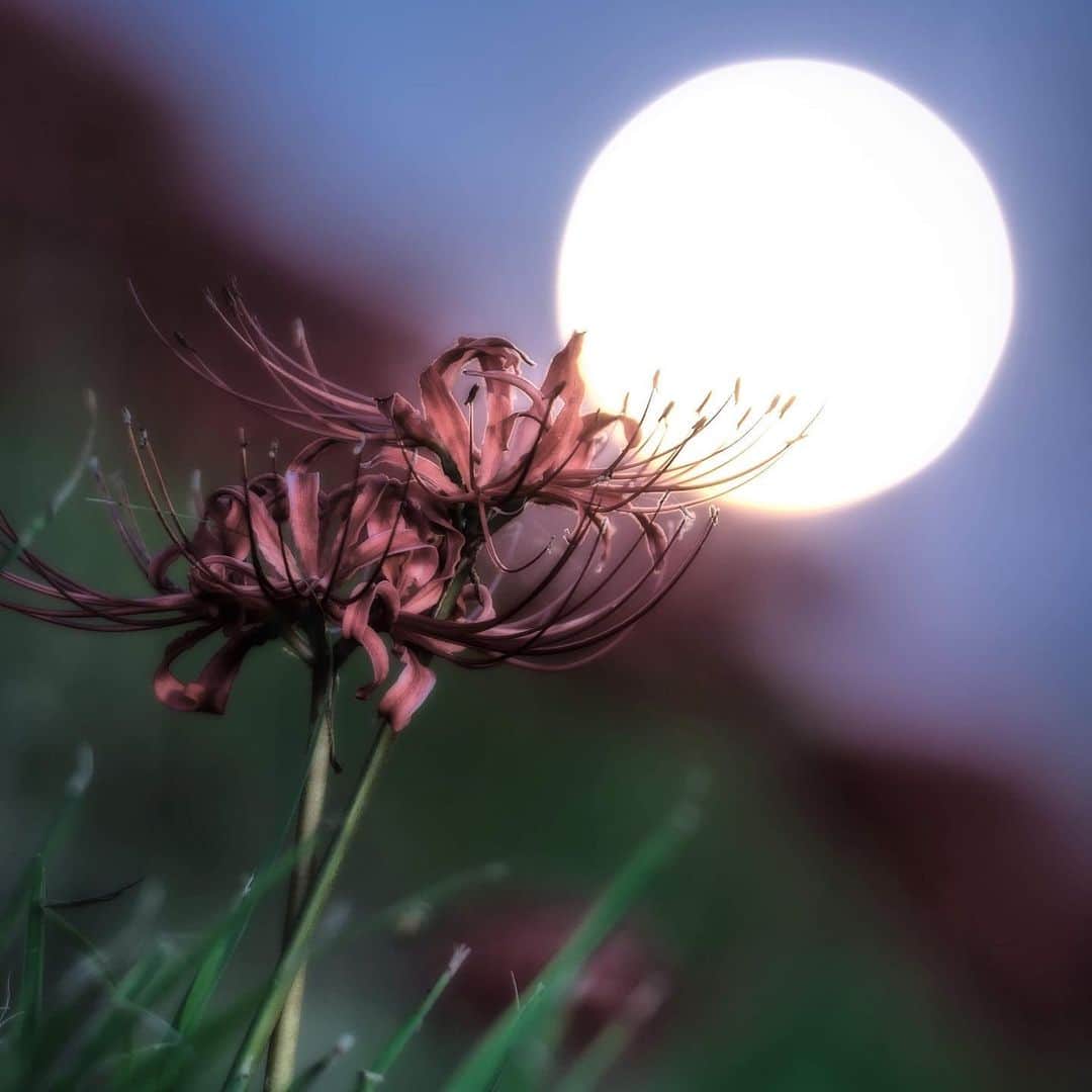 関西電力株式会社さんのインスタグラム写真 - (関西電力株式会社Instagram)「滋賀県大津市真野川沿いは、毎年9月の中旬から下旬に見事な彼岸花を見ることができるスポット。 昼間は青空と赤い花のコントラストを、夜は月明かりに照らされる花を楽しむことができます。  本日は十五夜（中秋の名月）。 川沿いに咲き乱れる彼岸花と、丸く大きく浮かぶ満月をご覧いただきお月見気分を味わってくださいね。 ※写真は過去に撮影したものです --------------- ■真野川の彼岸花を見れる場所 県道558号（旧国道161号）を北上して、 真野川大橋にさしかかると川岸に咲く彼岸花が見れます。 徒歩の場合は、 JR堅田駅西口から15分ほどで新宿橋に到着。 こちらから壮大な眺めを確認することができます。 --------------- .  #彼岸花 #満月 #team_jp_flower #ザ花部 #曼珠沙華 #ヒガンバナ #中秋の名月 #十五夜 #滋賀#真野川#絶景 #love_bestjapan #unknownjapan #loves_united_japan#カメラのある生活 #日本の風景  #ダレカニミセタイケシキ  #bestphoto_japan #art_of_japan_ #貴重な体験 #景色最高 #tripgramjp #写真は心のシャッター#その旅に物語を#best_moments_shots #日帰り旅行#お写んぽ#お写ん歩 #インスタスポット」9月13日 15時05分 - kanden.jp