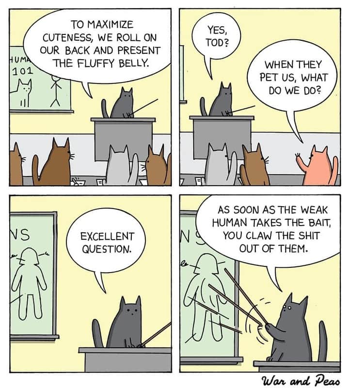 のインスタグラム：「Now we know their plans ⠀ ⠀ 📹@war.and.peas⠀ ⠀ #meowed #doodles #9gagmeowdle #catcomic #meowedcomic」
