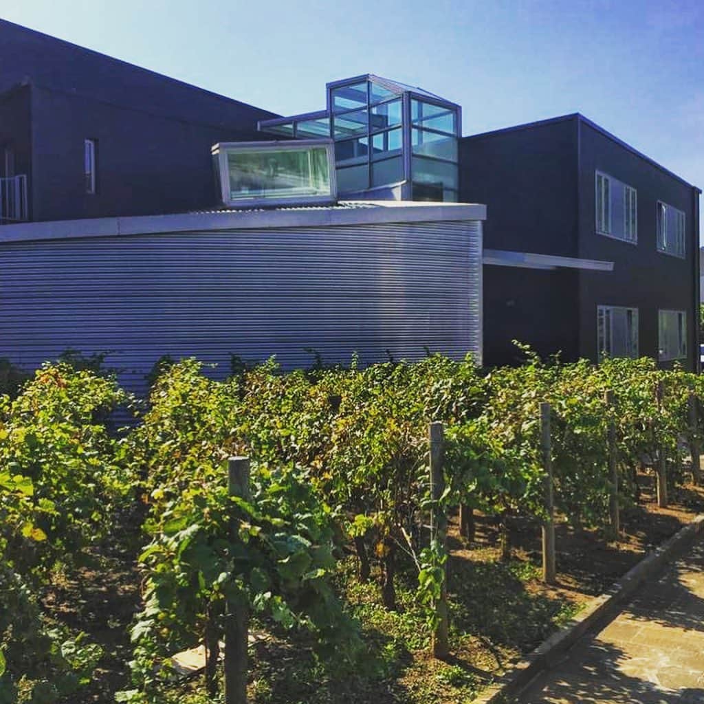イタレッセさんのインスタグラム写真 - (イタレッセInstagram)「On arrival at Italesse headquarters we can see a small vineyard, which reminds the centrality of the world of wine in our projects. September is, almost everywhere, the month of the harvest, a crucial moment for the future wines, so we wish all our partners a good work. Cheers!  #italesse #vine #vineyard #wine #september #harvest #goodwork #emotions #senses #grape #colors #glassware #sommelier #instawine #winelovers #cheers」9月14日 0時53分 - italesse