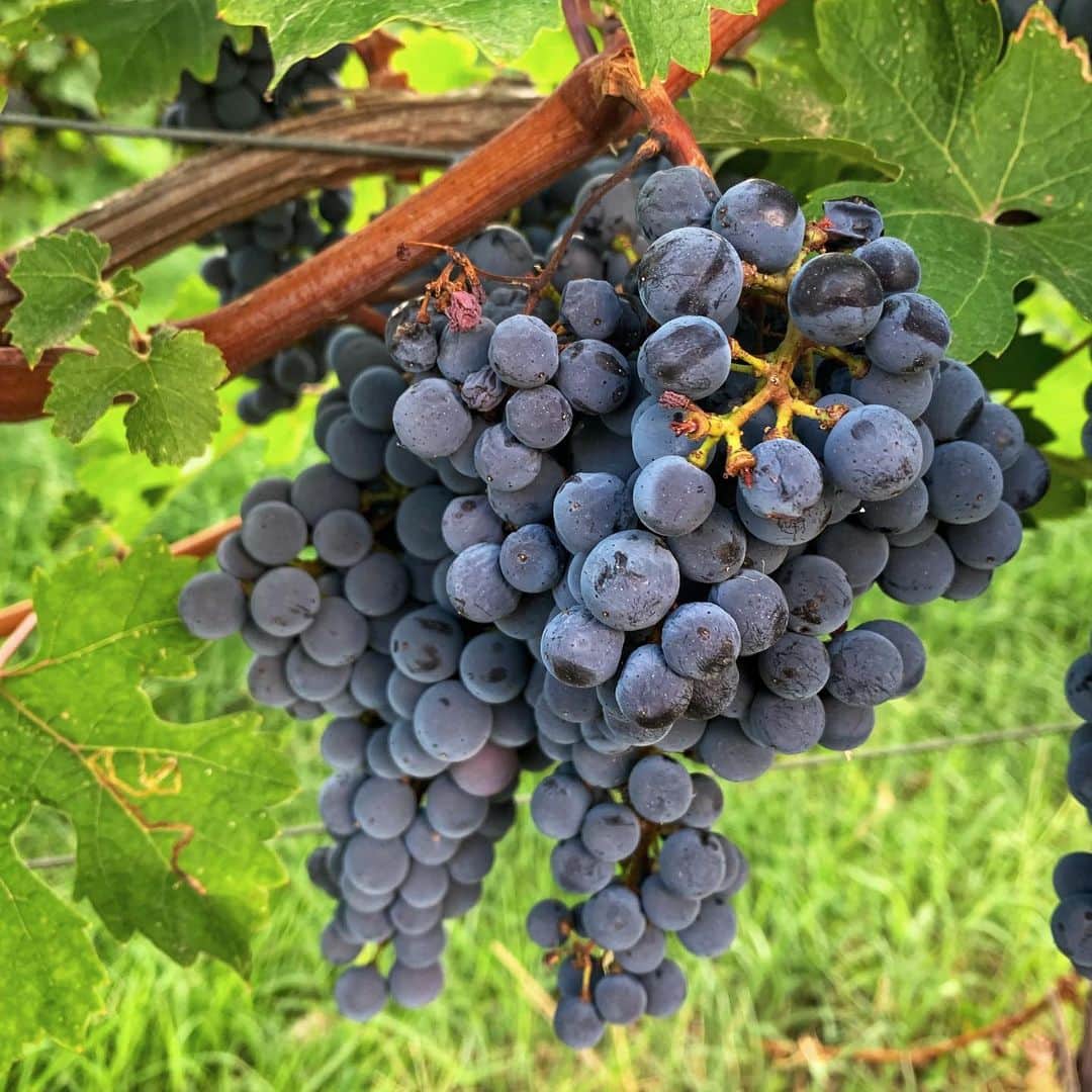 のインスタグラム：「On arrival at Italesse headquarters we can see a small vineyard, which reminds the centrality of the world of wine in our projects. September is, almost everywhere, the month of the harvest, a crucial moment for the future wines, so we wish all our partners a good work. Cheers!  #italesse #vine #vineyard #wine #september #harvest #goodwork #emotions #senses #grape #colors #glassware #sommelier #instawine #winelovers #cheers」