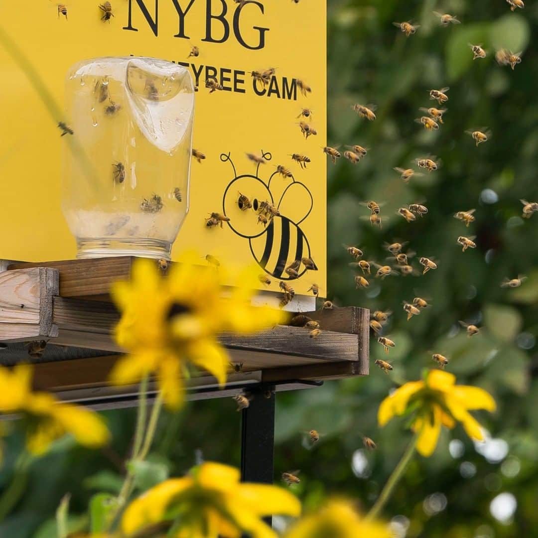 のインスタグラム：「🐝 Think you've got a busy workday? Our #honeybees might be giving you a run for your money. Pull some motivation from nature's hardest workers by checking in with our buzzy friends at the Edible Academy—all thanks to our "beecam" livestream, which you can find through the link in our bio. And don't miss the chance to see them in person during Honey & Harvest Weekend, kicking off October 12 here at the Garden. 🍯 #plantlove #pollinators #livestream」