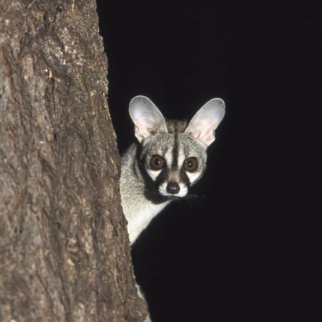 アニマルプラネットさんのインスタグラム写真 - (アニマルプラネットInstagram)「This spotted genet is peaking out to say hey! This beauty has a line of black hairs along its spine that stand straight up. Since they mostly live on their own, its rare to see one. . . . . . . . #animalplanetupclose #animalsofinstagram #animalplanet #animaloftheday #wild #wildlife #outdoors #animals #wildanimals #conservation #nature #animallovers #instanature #wildgeography #spottedgenet」9月14日 1時00分 - animalplanet