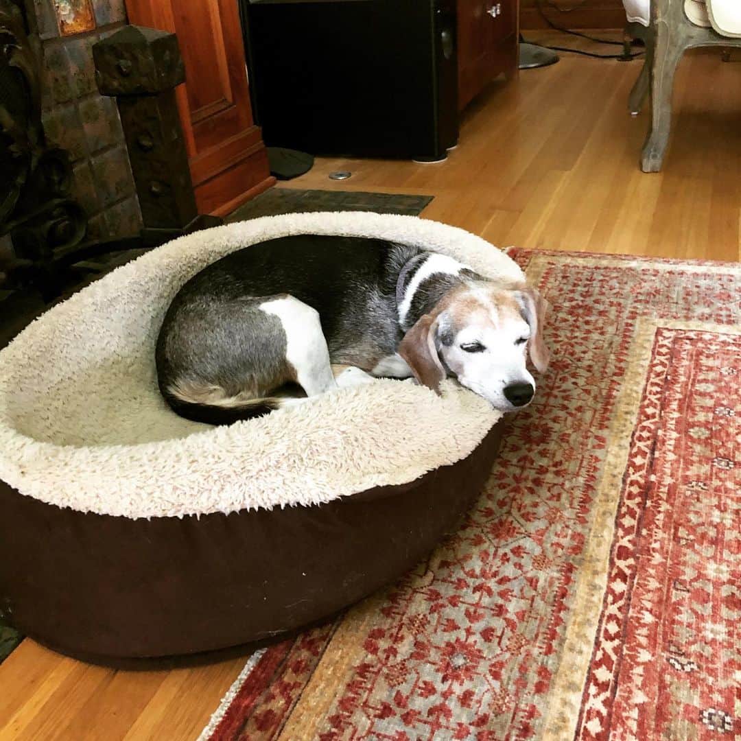 シーマス・デヴァーさんのインスタグラム写真 - (シーマス・デヴァーInstagram)「This is my beagle. This is my beagle on drugs. Any questions? @maizythebeagle #CBD」9月14日 1時08分 - seamuspatrickdever