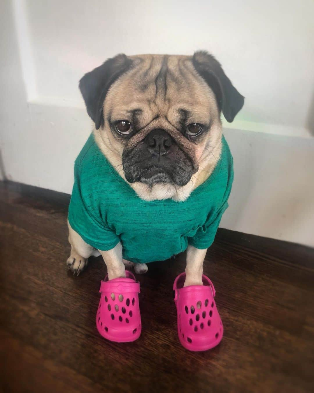 itsdougthepugさんのインスタグラム写真 - (itsdougthepugInstagram)「“When someone says they don’t like my Crocs” -Doug」9月14日 1時17分 - itsdougthepug