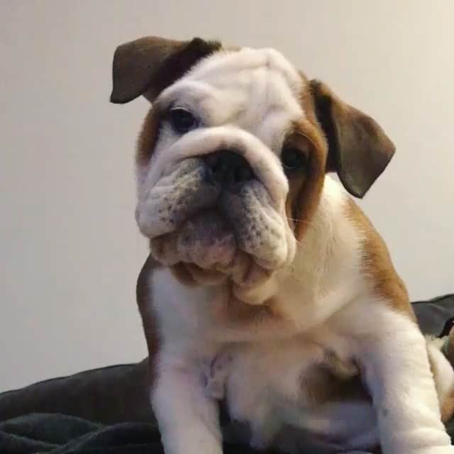 Bodhi & Butters & Bubbahのインスタグラム：「Bulldog life lesson #7801: It’s all about perspective 🐶 . . . . #positivevibes #bulldog #love #light #life #dogsofinstagram @byronthebulldog」