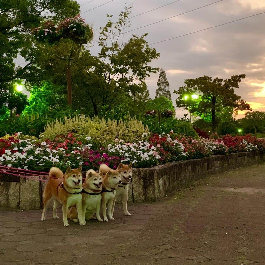 linnmamaさんのインスタグラム写真 - (linnmamaInstagram)「夕方散歩は川沿いの公園へ🚙〜今日は涼しくて(26.3℃)エアコンなしで窓からの風だけで過ごせたよ😊〜夕焼け空も秋の気配💕  #柴犬#dog#柴犬凜の勇気凜々every day#shibastagram」9月14日 1時17分 - linnmama