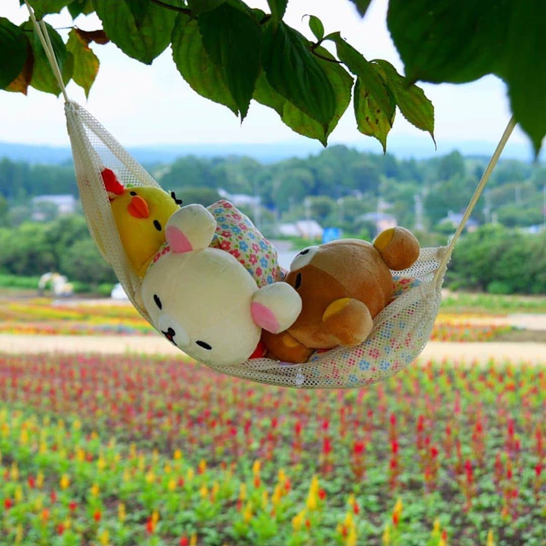 Rilakkuma US（リラックマ）さんのインスタグラム写真 - (Rilakkuma US（リラックマ）Instagram)「Sometimes a lazy nap is the perfect way to spend a weekend afternoon! Tag a friend who could use a little rest! . Amazing photo by @kori_stagram.33! . . . #rilakkumaus #rilakkuma #sanx #kawaii #plush #nap #リラックマ #サンエックス」9月14日 1時19分 - rilakkumaus