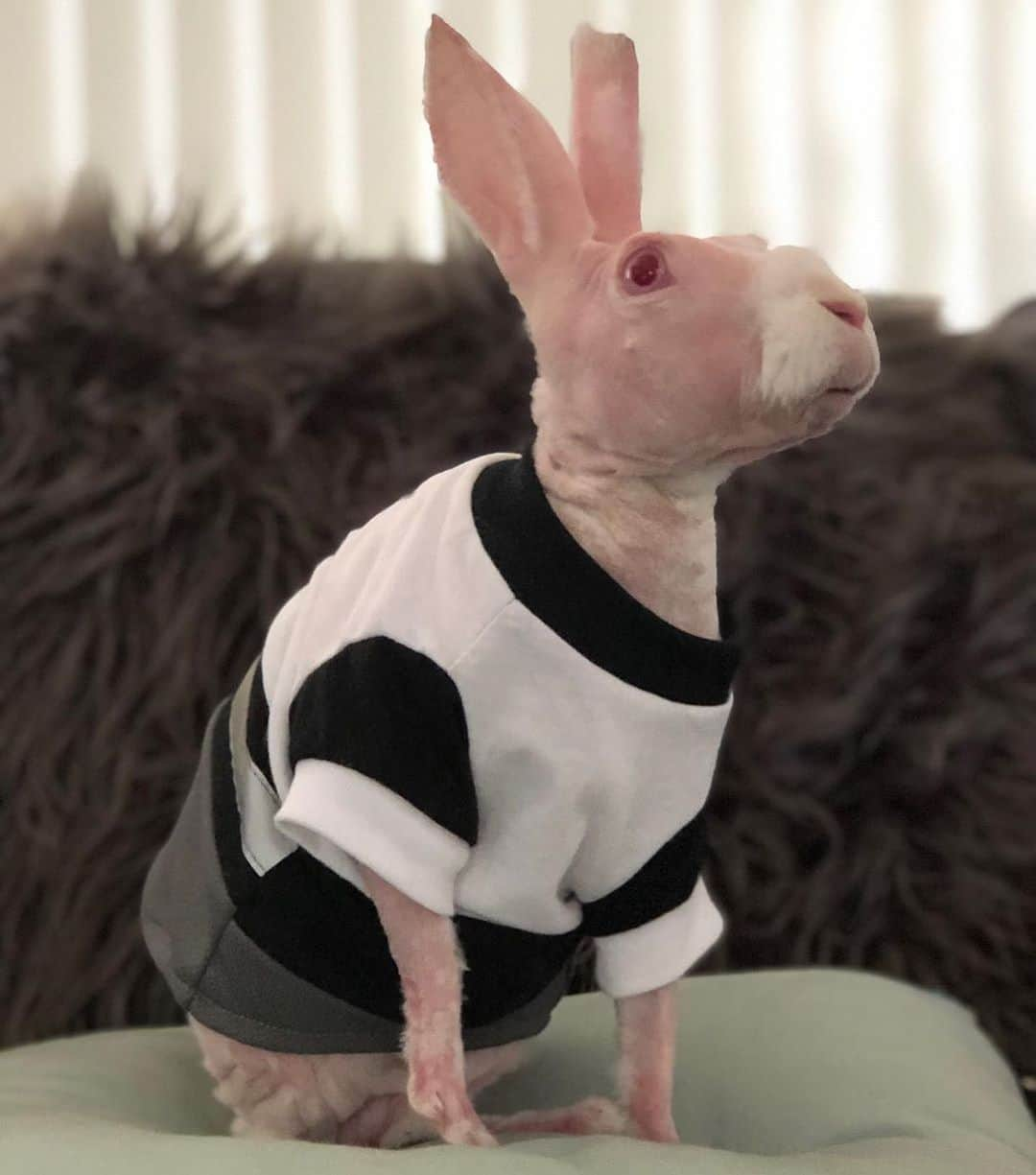 Instagramさんのインスタグラム写真 - (InstagramInstagram)「Meet today’s #WeeklyFluff. This is Mr. Bigglesworth (@mrbigglesworthrabbit), a cheeky boy bunny who acts more like a dog than a 🐰. The hairless Rex rabbit was born with a rare genetic condition that keeps him homebound, but doesn’t stop his playful antics. “He is a survivor and inspires people around the world not to give up,” says his human Cassandra. 💓⁣ ⁣ Photo by @mrbigglesworthrabbit」9月14日 1時31分 - instagram