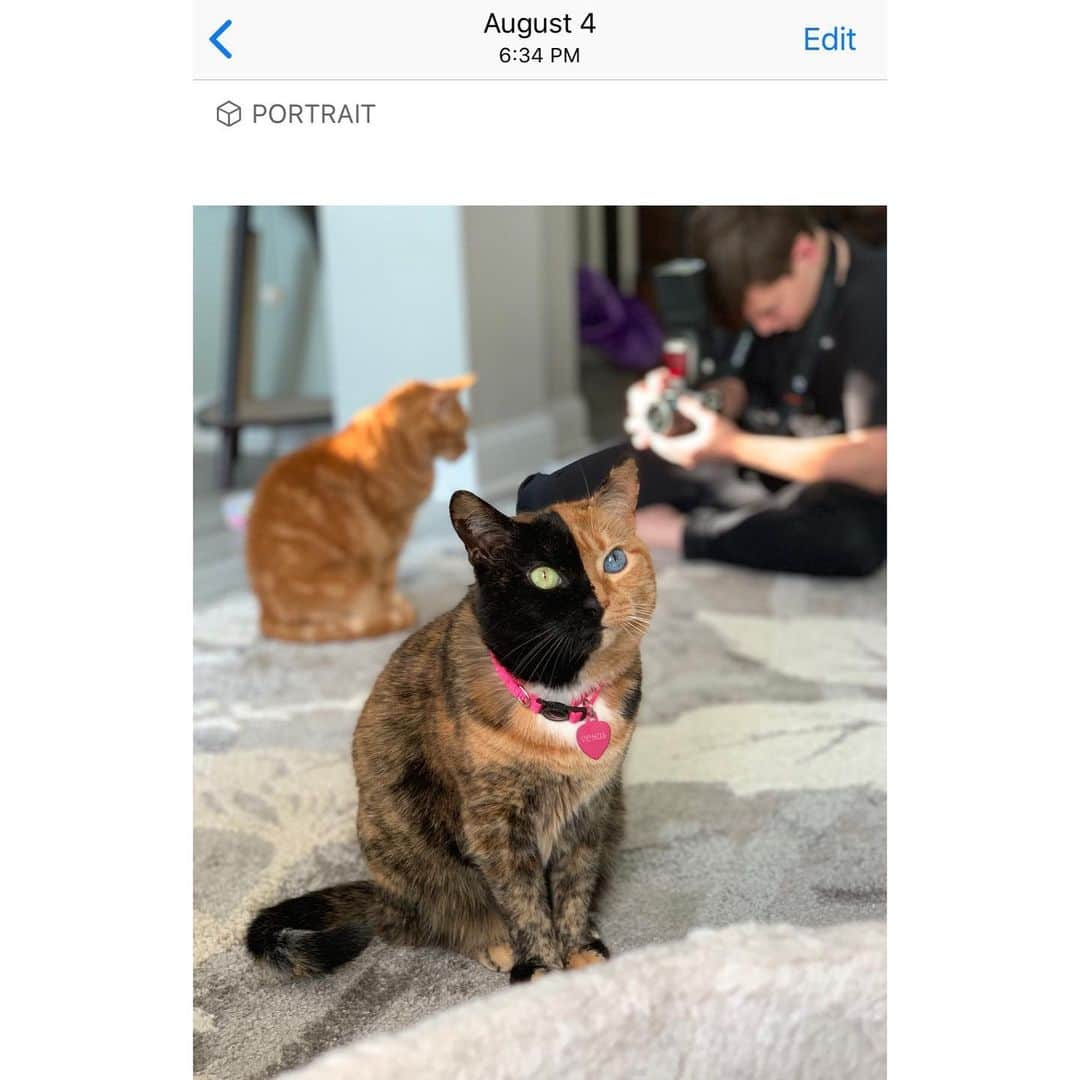 Venus Cat さんのインスタグラム写真 - (Venus Cat Instagram)「? “New” pet portrait mode on Apple iPhone 11??? 🤔 Here’s a #fbf from early August (see date on screenshot) before the new Iphone 11 was released. The phone is being marketed by some as having a “pet portrait mode” feature able to recognize pet faces. This has always been my experience when using portrait mode with all our pets. I’ve been using portrait mode since it came out on the 7Plus. I had the 8Plus before my current XS Max. Is it just that I’ve gotten savvy with the feature or is there a significant change in portrait mode? I’m not hating, I’m genuinely curious because I was considering upgrading as I always do when the camera upgrade justifies the investment since I use my phone camera so much with our pet accounts. Note this photo has both another cat and a human in it as well but focused on Venus.  What are your thoughts?  #portraitmode #iphone #xsmax」9月14日 1時39分 - venustwofacecat