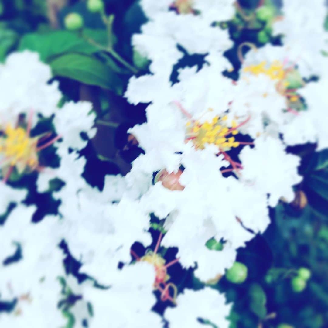 中野敬久さんのインスタグラム写真 - (中野敬久Instagram)「#flower #flowersoflife #white #saturday」9月14日 1時51分 - hirohisanakano