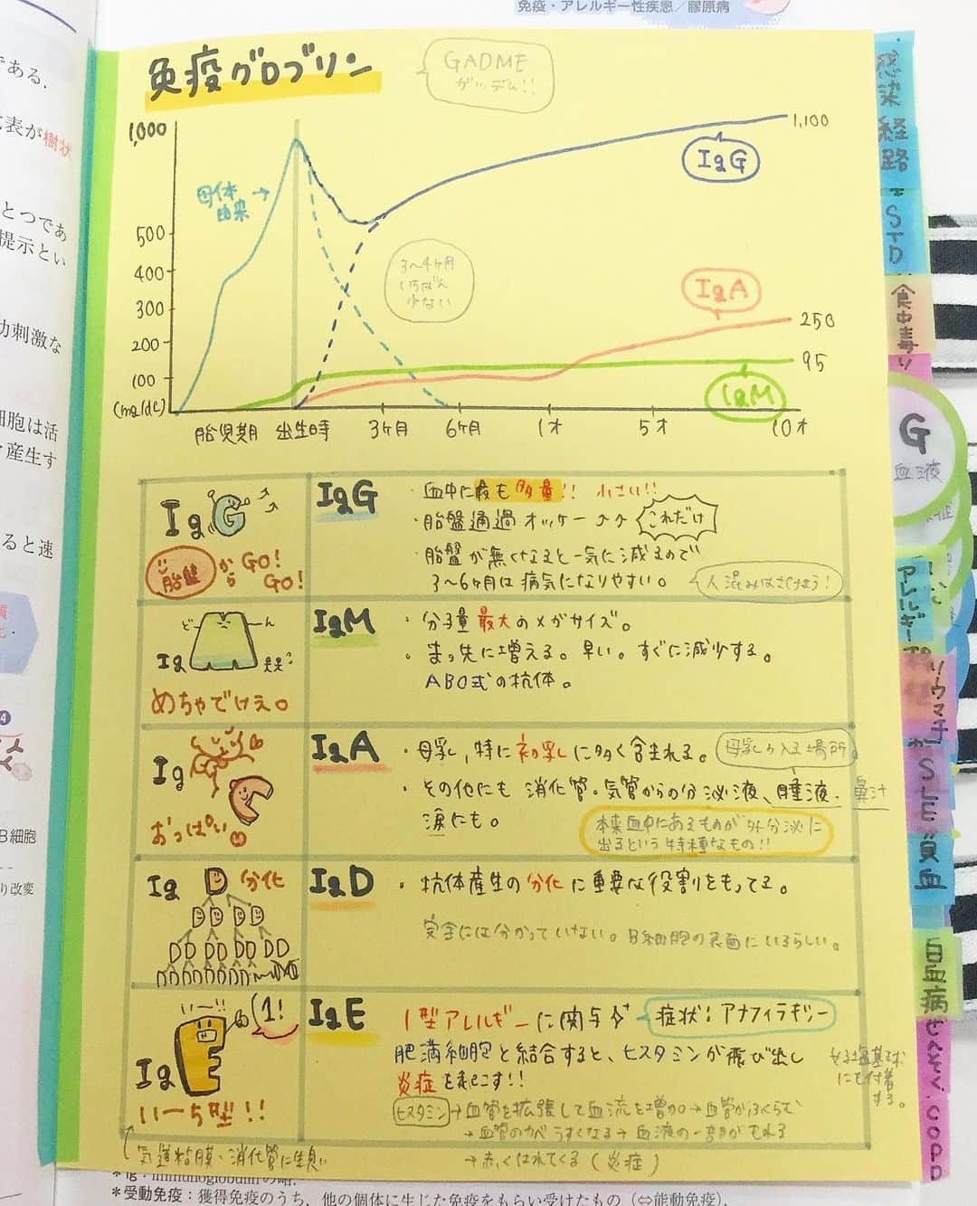 ネコナースさんのインスタグラム写真 - (ネコナースInstagram)「先輩のレビューブック📚🧠 ． 今日紹介する先輩(@kei_nsst )は，F章の免疫グロブリンのページにイラストと表を追加✏️ 免疫グロブリンの種類と特徴についてまとめてくれています⭕️ 『レビューブック2020,2019,2018』のF-7辺りに貼るのがおすすめです👉 ． 免疫グロブリン🧬は，免疫に大きく関わる物質であり，それぞれが様々な役割を担っています🏃‍♂️ 中でも，IgGは胎盤を通過するものであること，IgAは初乳に多く含まれるものであることから，これらは小児・母性領域にも大きく関わってくるものです👶🏻💕 ． ヒトの身体がどのように免疫機能を得て確立させていくのか，どんなグロブリンがどのように免疫に関わっているのかを理解するとともに，今回紹介した先輩のように，表やイラストを用いて知識の整理をしてみてください！🦠💊 ． #レビューブック #レビューブック太っちょ計画 #マイレビューブック #クエスチョンバンク #RB #QB #なぜどうして #かんごろ #第109回看護師国家試験 #第110回看護師国家試験 #免疫 #免疫グロブリン #看護学生 #看護師 #勉強垢 #看護学生の勉強垢 #看護学生さんと仲良くなりたい #メディックメディア」9月13日 17時43分 - neco_nurse