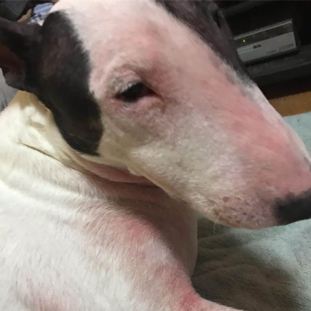 のインスタグラム：「#minituru#bull#terrier#minibullterrier#miniturubullterrier#dog#dogstagram#cute#qtaro#love#family#ミニチュア#ブルテリア#ミニチュアブルテリア#Q太郎」