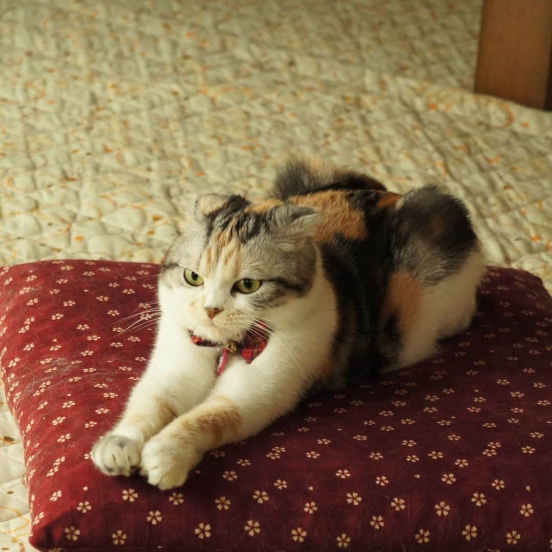 takegaeruのインスタグラム：「かぜの ていこうを へらす れんしゅうちゅう🌬  #cat #scottishfold #猫 #スコティッシュフォールド #三毛スコ友の会」