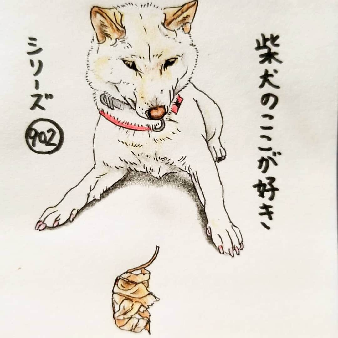 ハナとソラさんのインスタグラム写真 - (ハナとソラInstagram)「#ここ柴部 『柴犬のここが好きシリーズ902』 お散歩中に怪しいものを見つけると、 急に動くとびっくりしちゃうから 目が離せないとこ。  油断ならない。 * No.902 “What is this? I'm very interested.” * モデルは @kapimomo3 さんとこのもふもふちゃんです💕 #柴犬のここが好き #favoritepartsofshibainu #illustration #shibastagram #shibainu #colorpencil #shiroshiba #柴犬 #しばいぬ #しばすたぐらむ #イラスト #いらすとぐらむ #色鉛筆 #目が離せない #白柴」9月13日 18時41分 - nsdikm_hanasora