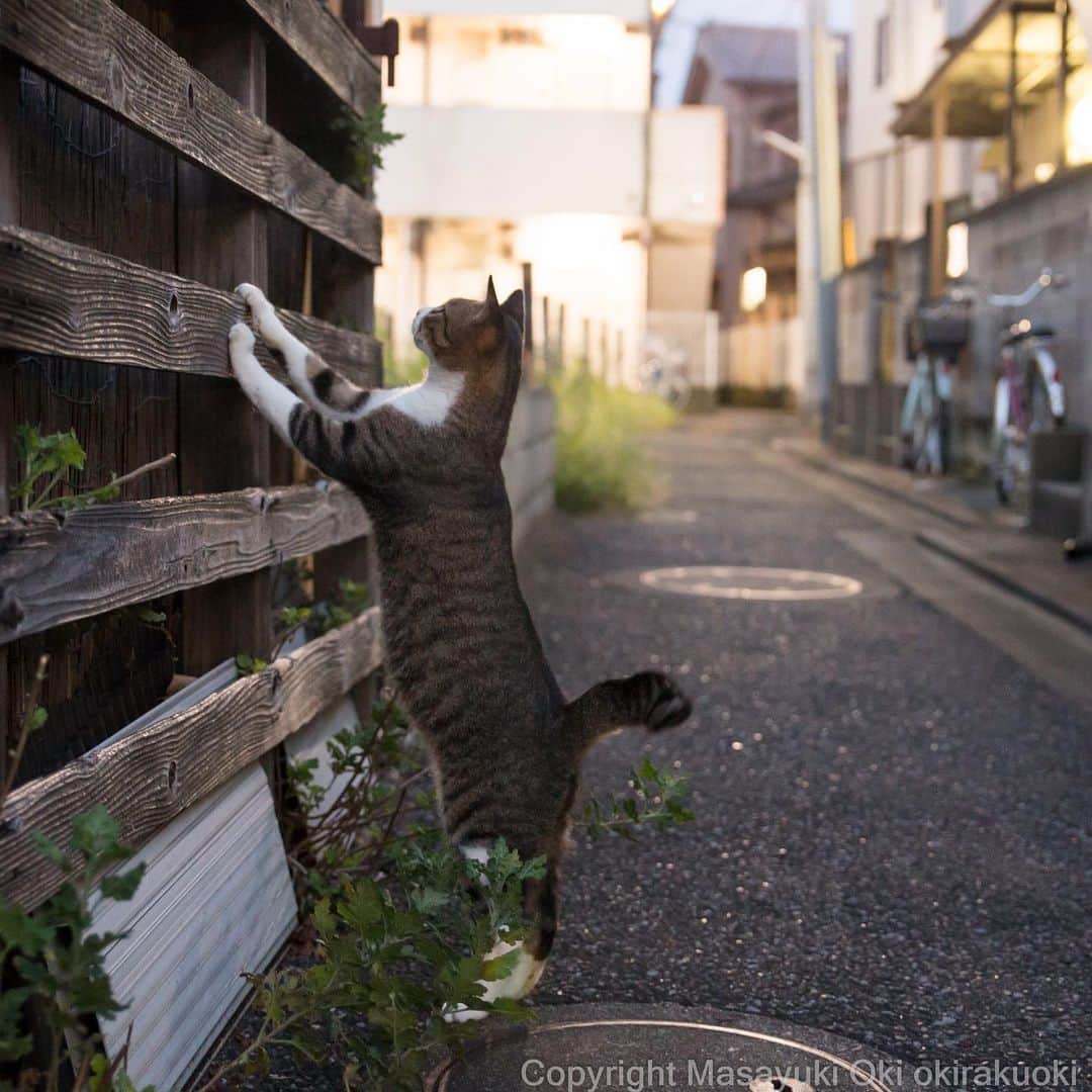 Masayukiさんのインスタグラム写真 - (MasayukiInstagram)「点検中。  #cat #ねこ」9月13日 18時58分 - okirakuoki