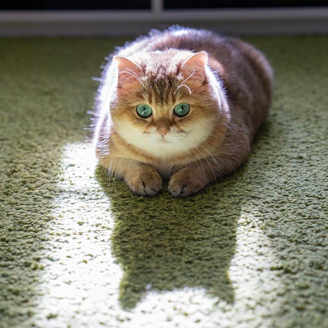 Hosicoさんのインスタグラム写真 - (HosicoInstagram)「The golden bun is basking in the sun! 🍞」9月13日 19時14分 - hosico_cat