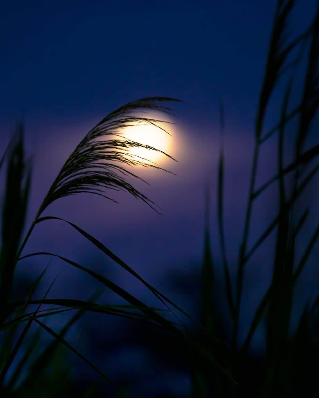 KAGAYAさんのインスタグラム写真 - (KAGAYAInstagram)「先ほど撮影した中秋の名月です。（茨城県にて撮影） #moon #中秋の名月 #japan #ig_japan #ig_asia」9月13日 19時39分 - kagaya11949