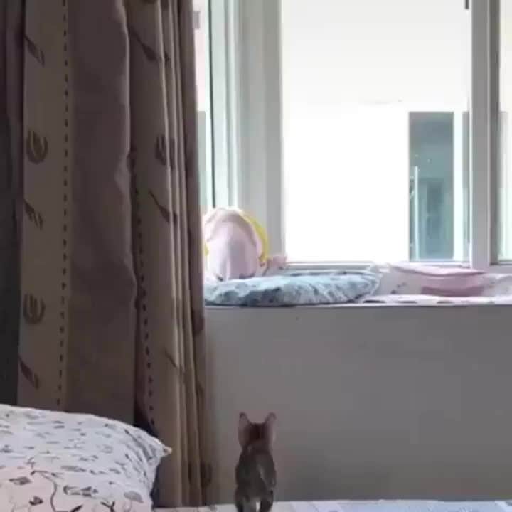 のインスタグラム：「[🔊]Ezio is that you?⠀ ⠀ #meowed #sphynx #tabby #sneakycat #assassin #assassincreed #RequiescatinPace #soundon #volumeup #🔊」