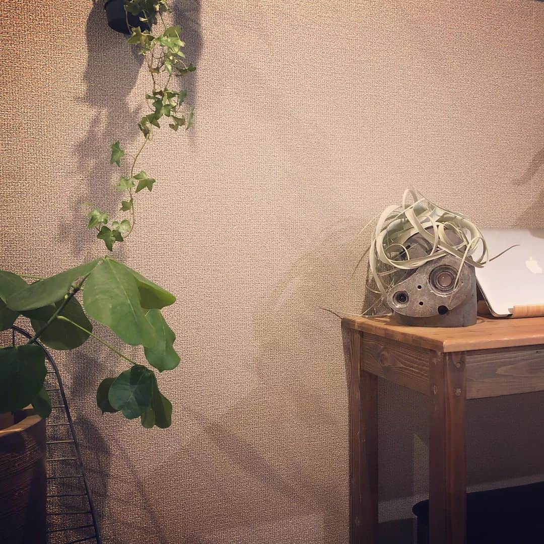 のインスタグラム：「ここのところやたらと観葉植物のお手入れに凝っているまめが またレイアウトを変えて ラピュタのロボット兵がチャラい感じに🌱 #まめちゃん #こだわり #グリーンのある生活 #エアプランツ #ラピュタ #ロボット兵プランター」