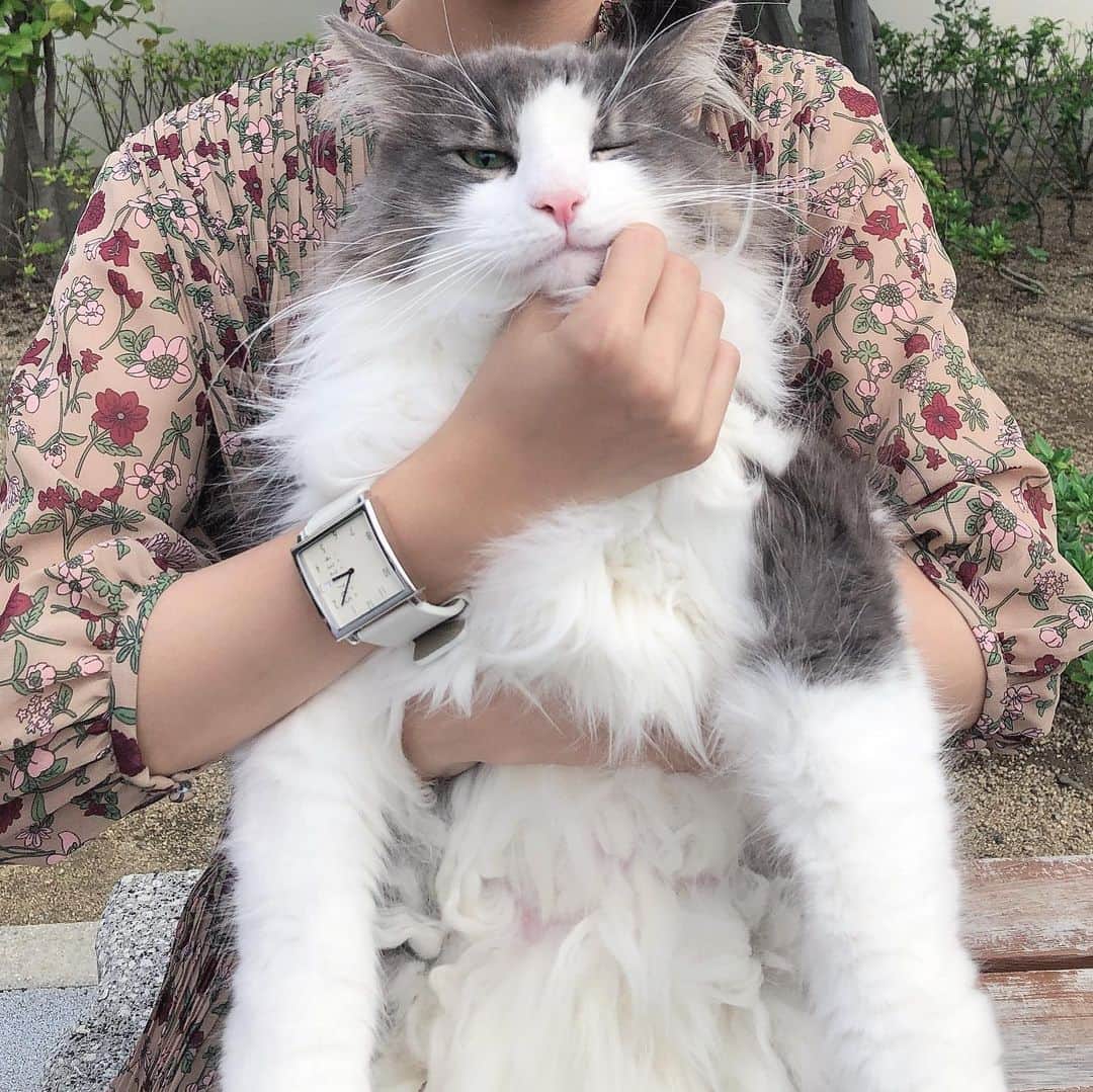 Sagiri Kitayamaさんのインスタグラム写真 - (Sagiri KitayamaInstagram)「キャスバル兄さん、変わらず8.6kgです😺 個性的でスタイリッシュなデザインが素敵な #nomonday ( @nomonday_jp )の腕時計⌚🌟大きめスクエアの文字盤がカッコイイこの腕時計なら、巨猫キャスバルのデカさにも負けない存在感ですョ😉💕他にも素敵な腕時計が沢山あるのでチェックしてみて下さいね🌟  クーポンご使用で 10%OFFになります🌟 10%offクーポンコード➡【 rer826 】  #ノーマンデー #nomonday #腕時計  #手元倶楽部 #キャスバル #ノルウェージャンフォレストキャット #ノルウェージャン #norwegianforestcat #norwegian ラグドール #ragdoll #ragdollcat #neko #ねこ #ねこ部 #ネコ #猫 #cat #cats #catlover #catstagram #catsofinstagram #instacat #kitty」9月13日 20時21分 - rererurerurela