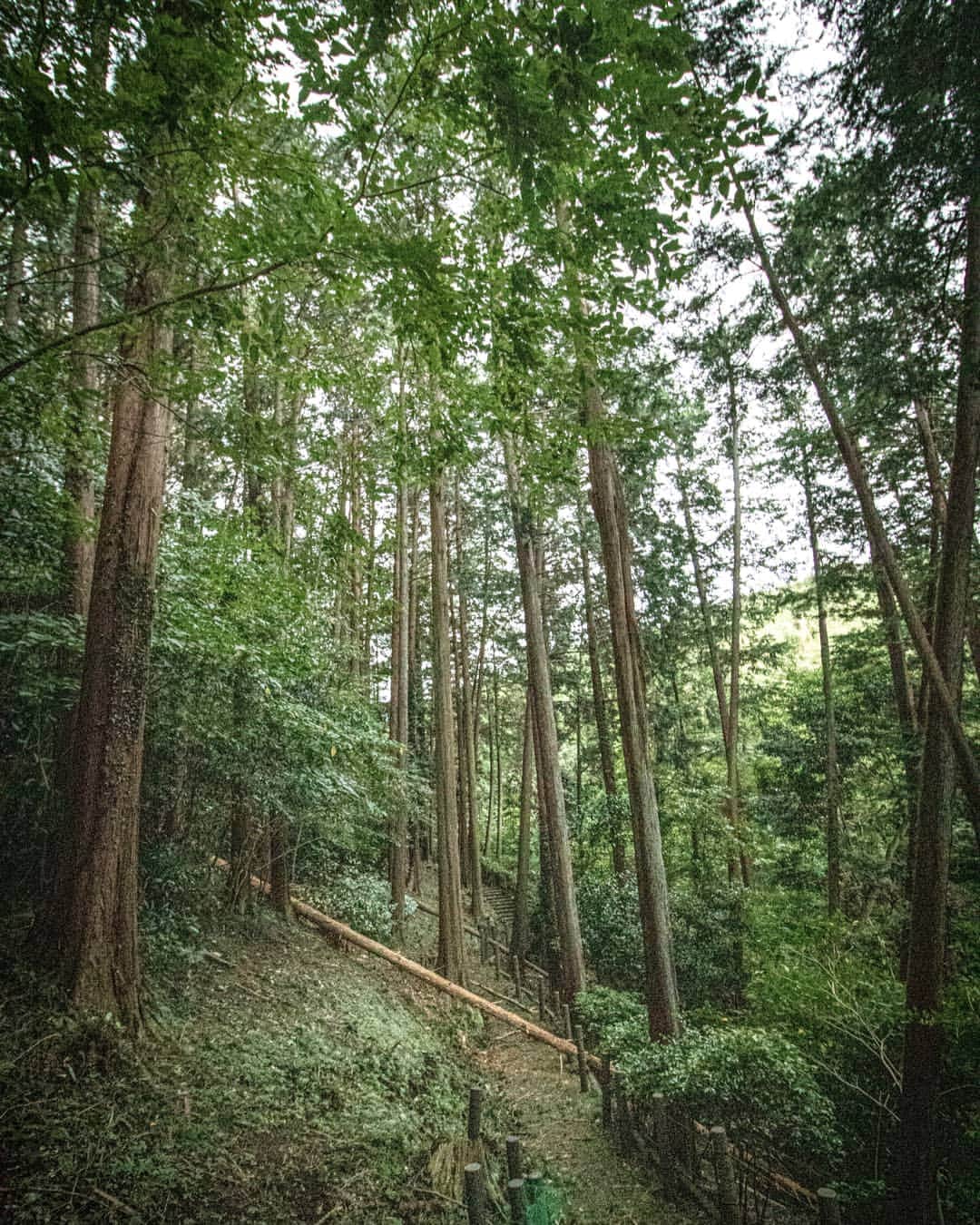 デビッド・ポーコックさんのインスタグラム写真 - (デビッド・ポーコックInstagram)「森林浴 . Great walk and time spent in a small forest near Odawara this afternoon. . . . #trees #japan #rugbyworldcup2019 @treehuggersocialclub」9月13日 20時41分 - davidpocock