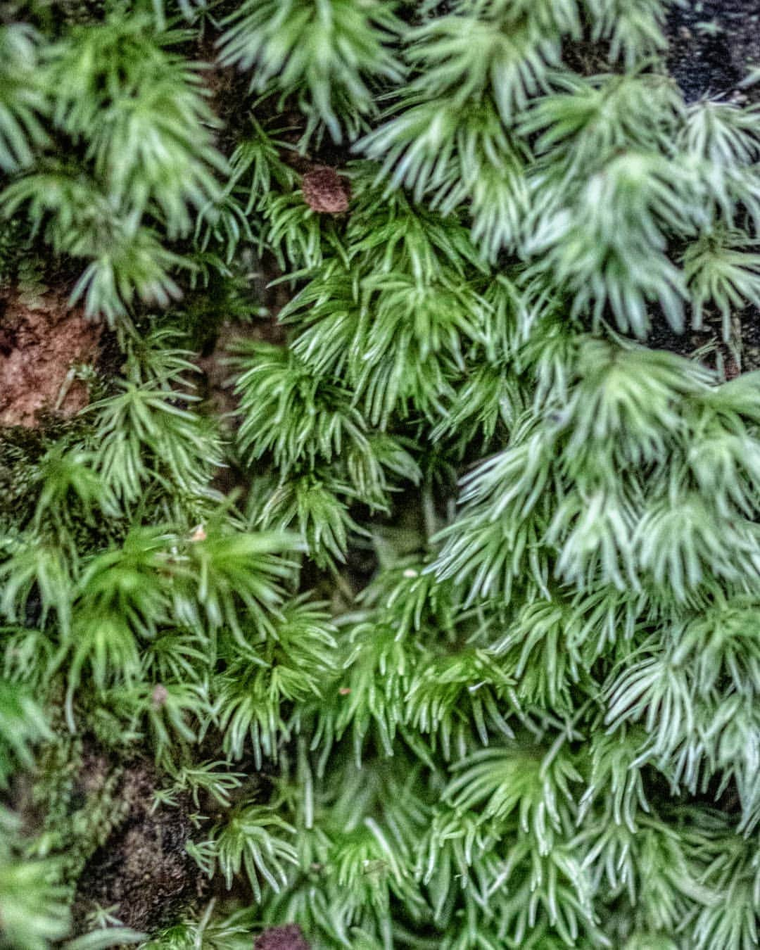 デビッド・ポーコックさんのインスタグラム写真 - (デビッド・ポーコックInstagram)「森林浴 . Great walk and time spent in a small forest near Odawara this afternoon. . . . #trees #japan #rugbyworldcup2019 @treehuggersocialclub」9月13日 20時41分 - davidpocock