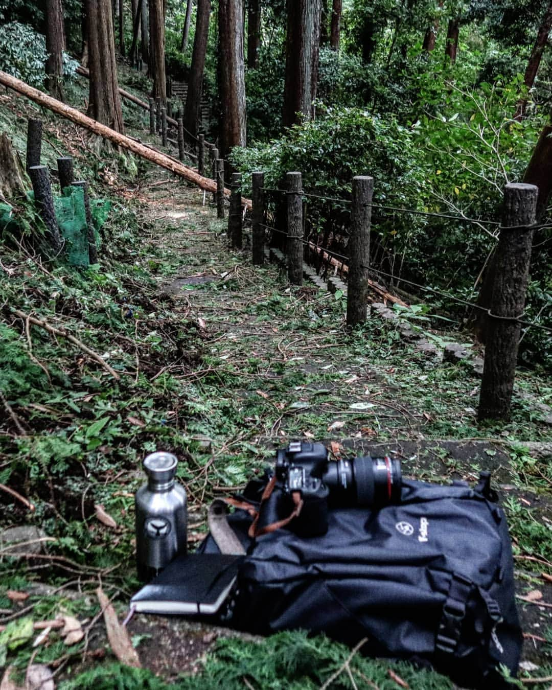 デビッド・ポーコックさんのインスタグラム写真 - (デビッド・ポーコックInstagram)「森林浴 . Great walk and time spent in a small forest near Odawara this afternoon. . . . #trees #japan #rugbyworldcup2019 @treehuggersocialclub」9月13日 20時41分 - davidpocock