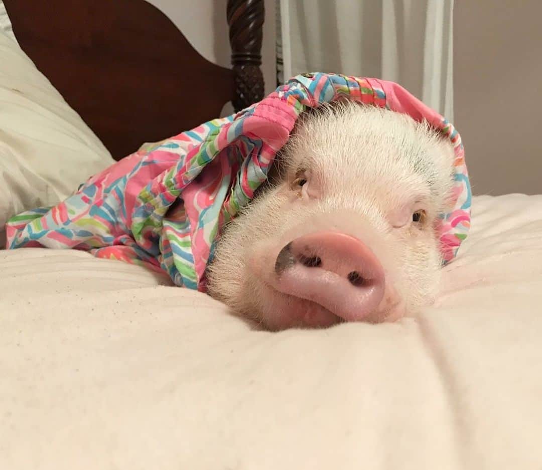 Priscilla and Poppletonさんのインスタグラム写真 - (Priscilla and PoppletonInstagram)「Mommy found me all wrapped up in what she had laid out to wear to school. I think it looks pretty pigtastic on me. What do y’all think?💕🐷#mommyandme #motherdaughtergoals #sharingiscaring #lillypulitzer #Prissy #PrissyandPop」9月13日 20時48分 - prissy_pig