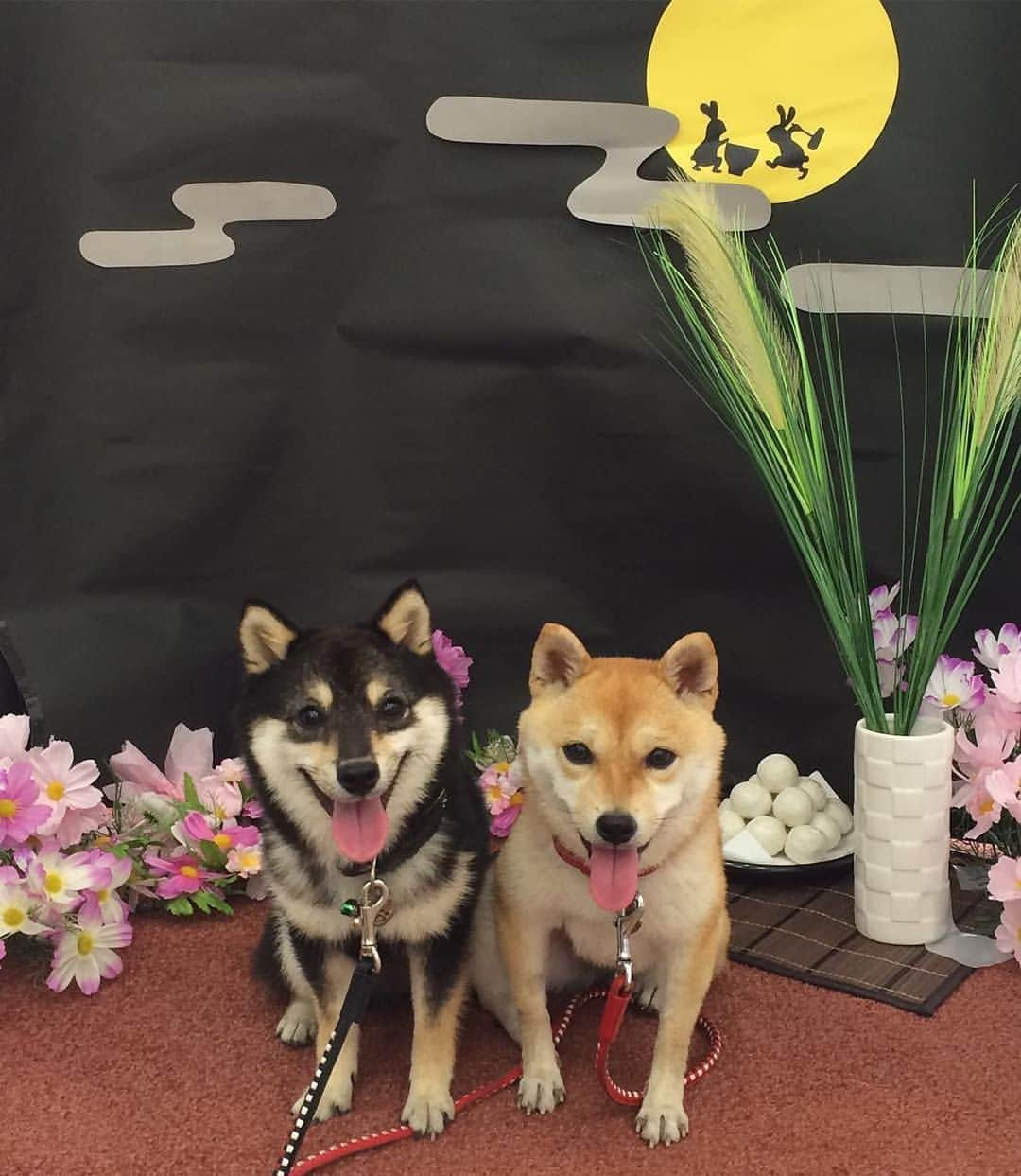 豆柴なつ&ふゆさんのインスタグラム写真 - (豆柴なつ&ふゆInstagram)「This is Tukimi! It's strictly Japanese tradition to celebrate moon viewing day on September 13th. In modern times, dango and pampas grass are given as offerings during moon viewing.😄😄 お月見😄😄 #柴#柴犬#豆柴#mameshiba #shiba #shibainu #shibagram #todaysdog #柴犬マニア #shibalovers #instashiba #shibasofinstagram  #iloveshiba #犬ら部 #mofmo #犬バカ部 #instadog #dogstagram #dogsofinstagram #doglover #🐕📷 #多頭飼い#しばいぬ #shiba_snap  #shibalove #ふわもこ部#toyota_dog#pecodogs #お月見 #japanesedog」9月13日 20時54分 - mameshiba.natsuinu56