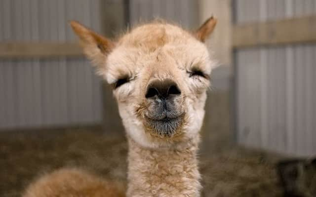 Baby Animalsさんのインスタグラム写真 - (Baby AnimalsInstagram)「Squinting baby alpaca!」9月13日 21時06分 - thebabyanimals